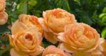 Английские розы (david austin roses)