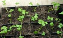 Сорта и выращивание сельдерея, подготовка семян, выращивание рассады сельдерея